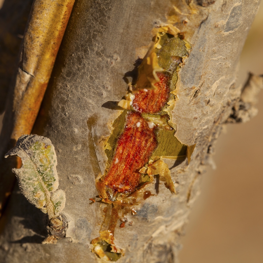 ACIDES BOSWELLIQUES