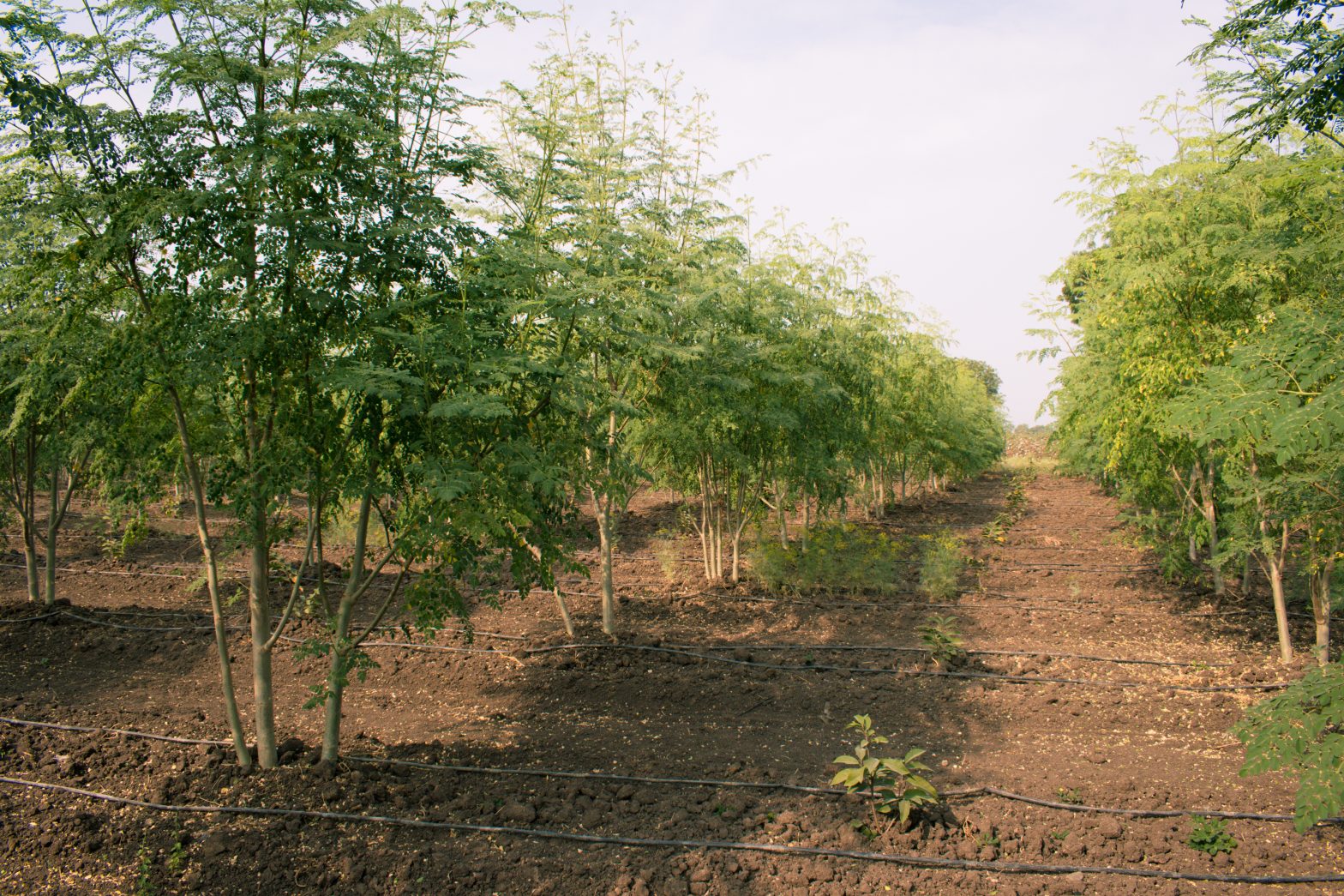 Drumstick (Moringa) crops inrercropping with young custard apple trees. Intercropping concept in Moringa field.