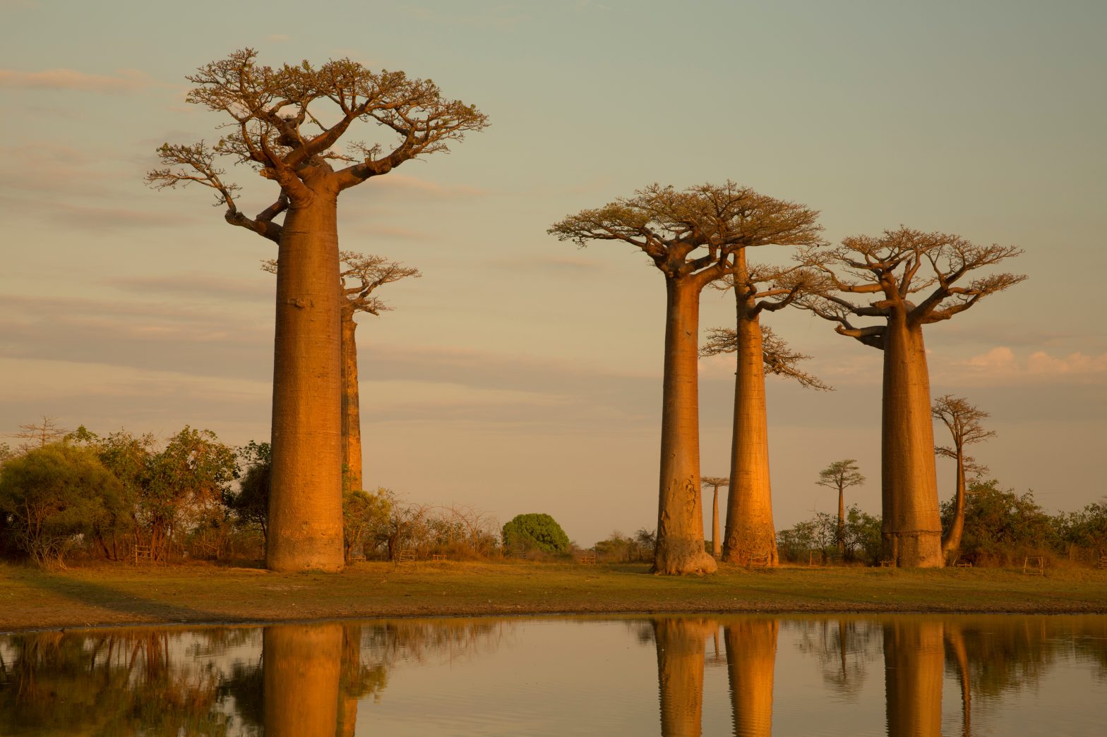 the most famous baobab alley. spectacular trees in Madagascar. reflection in water